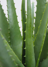 Faux Botanical Outdoor Green Aloe with Pot