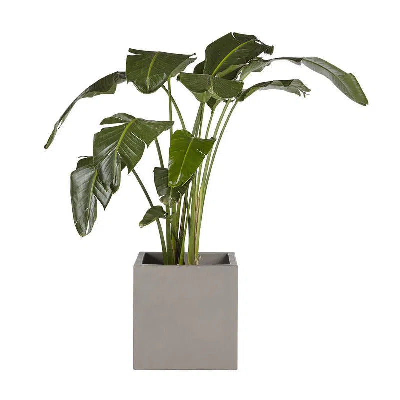 Calix Planter: Modern Dark Grey Concrete Outdoor Accent