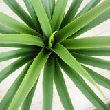 Le Present-28" Faux Botanical Outdoor Green Dracaena-Potted Plants-LOOMLAN