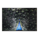 Brilliant Plumage Peacock Wall Art 72"x48"