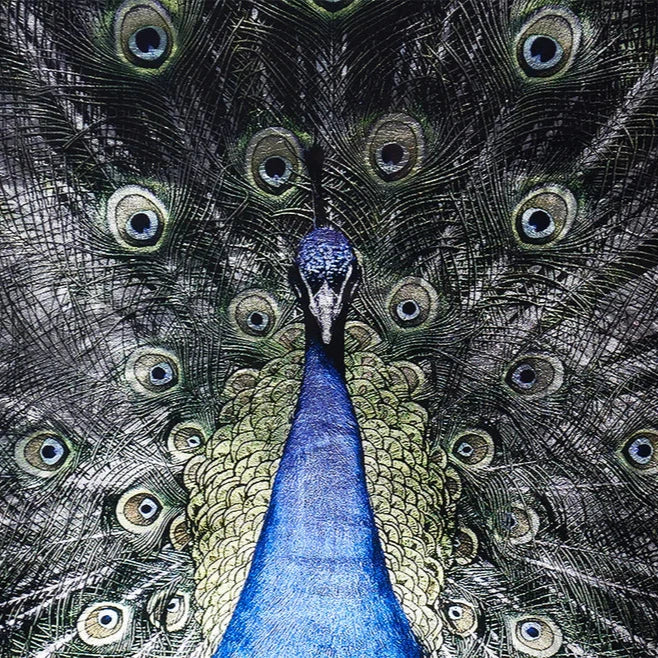 Brilliant Plumage Peacock Wall Art 72"x48"