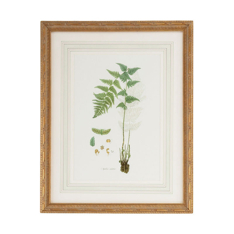 Curtis Ferns Gold Framed Artwork-Artwork-Chelsea House-Ferns I-LOOMLAN