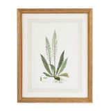 Curtis Ferns Gold Framed Artwork-Artwork-Chelsea House-Ferns III-LOOMLAN