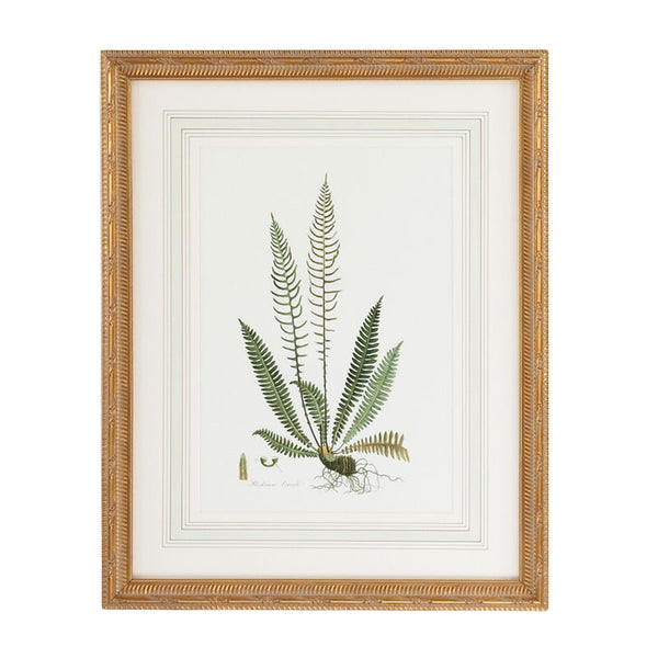 Curtis Ferns Gold Framed Artwork-Artwork-Chelsea House-Ferns III-LOOMLAN