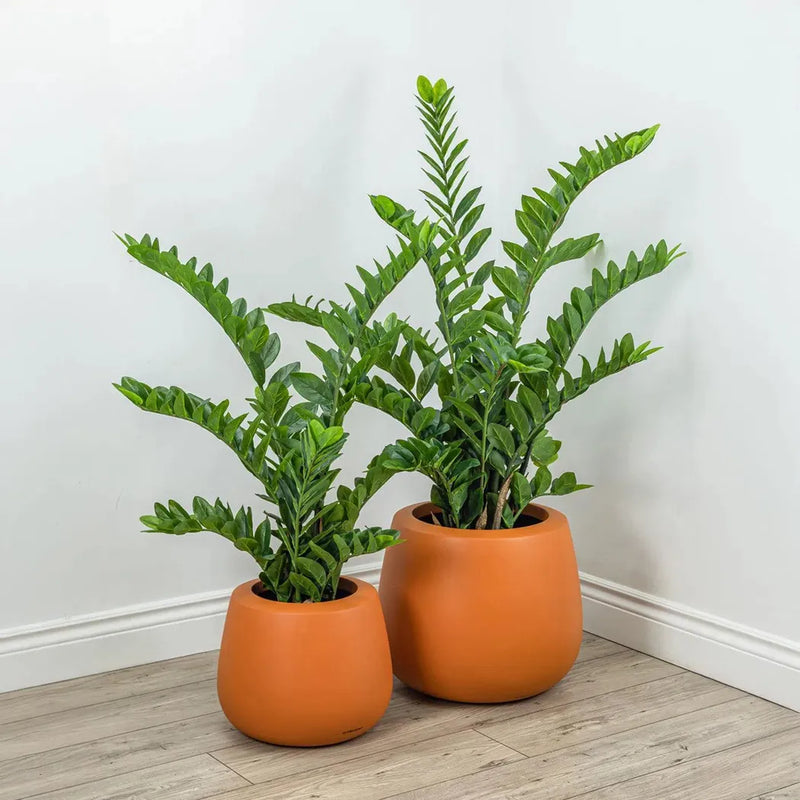 Le Present-Faux Botanical Green Indoor Zamio-Potted Plants-41" H-LOOMLAN