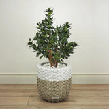 Le Present-Faux Botanical Indoor Green Jade Plant-Potted Plants-LOOMLAN