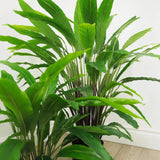 Le Present-Faux Botanical Outdoor Green Calathea-Potted Plants-22" H-LOOMLAN