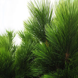 Faux Botanical Outdoor Green Pinus-Artificial Trees-Le Present-LOOMLAN