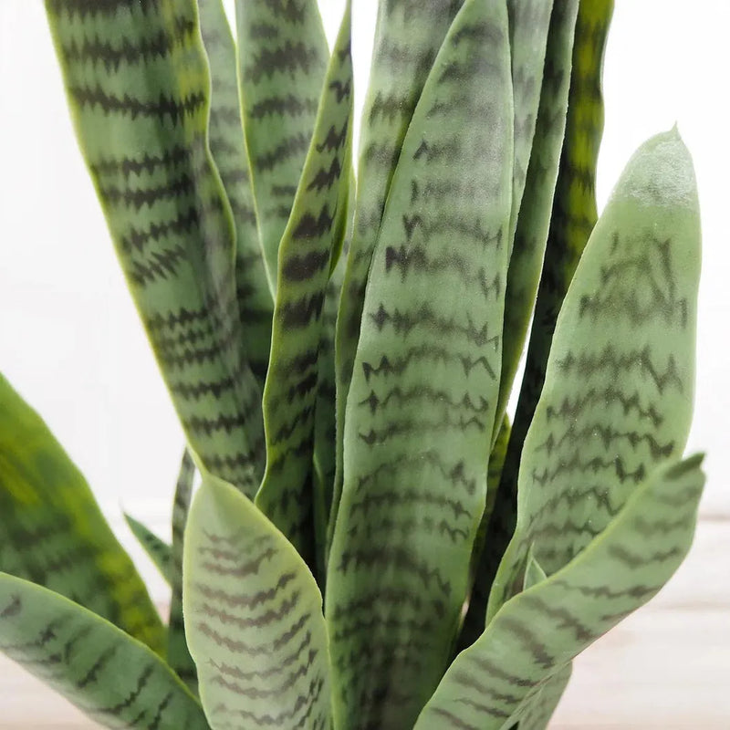 Le Present-Faux Botanical Outdoor Green Sansevieria-Potted Plants-Green-26" H-LOOMLAN