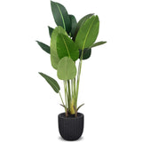 Le Present-Faux Indoor Traveler's Palm Planter-Potted Plants-Black-LOOMLAN