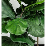 Faux Outdoor Green Fiddle Leaf Fig Tree-Artificial Trees-Le Present-LOOMLAN