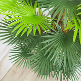 Faux Outdoor Green Fortune Palm Tree-Artificial Trees-Le Present-LOOMLAN