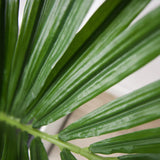 Faux Botanical Indoor Green Kentia Palm