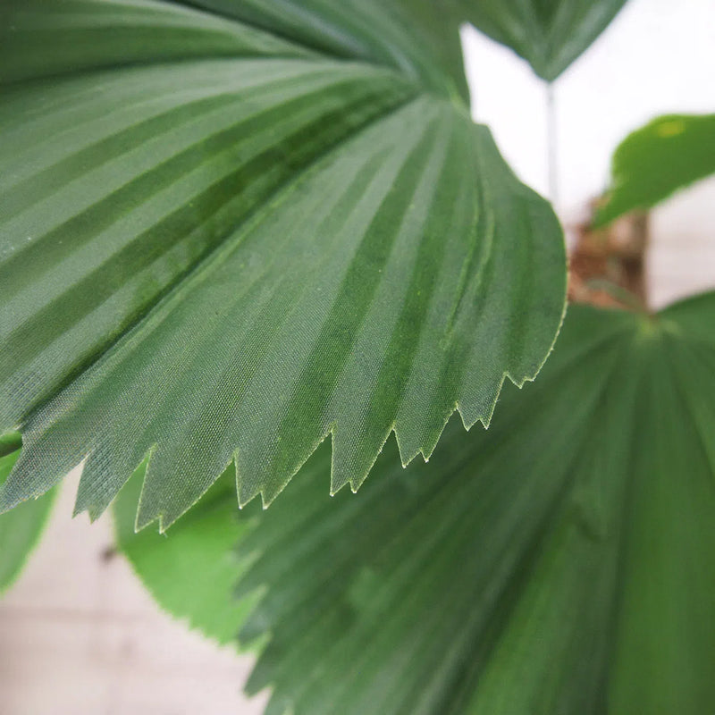 Faux Botanical Indoor Green Licuala Grandis