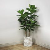 Faux Botanical Indoor Green Fiddle Leaf Fig