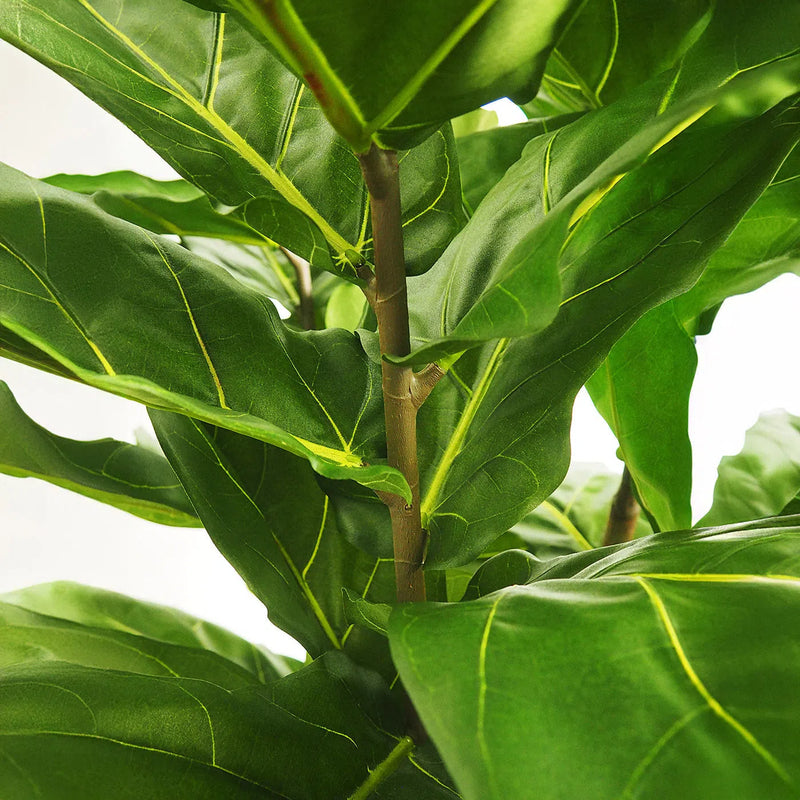 Faux Botanical Indoor Green Fiddle Leaf Fig