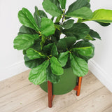 Faux Botanical Outdoor Green Fiddle Leaf Fig Tree