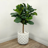 Faux Botanical Indoor Green Fiddle Leaf Fig Tree