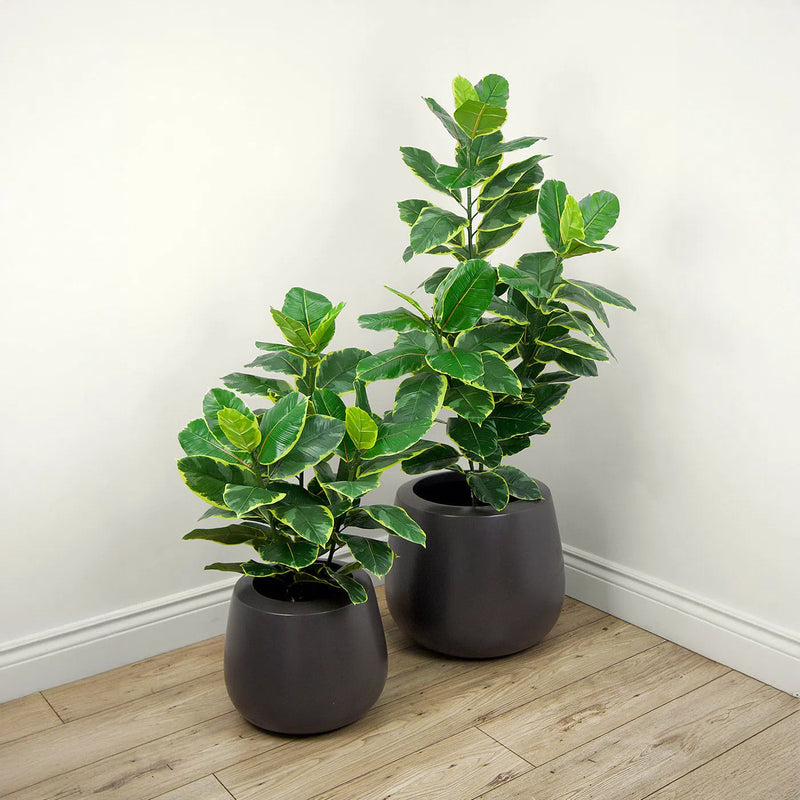 Faux Botanical Indoor Green Ficus Elastica