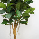 Faux Botanical Indoor Green Ficus Elastica