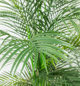 Faux Botanical Outdoor Green Palm Tree