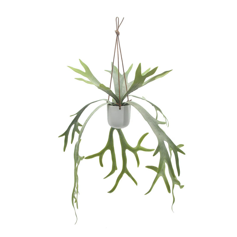 Artificial Botanical Indoor Green Hanging Staghorn