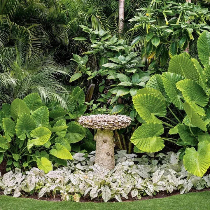 Natural Oyster Shell Small Bird Bath-Outdoor Accessories-Currey & Co-LOOMLAN