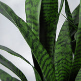 Faux Botanical Outdoor Sanseveria Planter