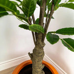 Artificial Botanical Green Indoor Lemon Tree - LOOMLAN - Artificial Trees