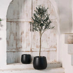 Belly Elegant Designed Fiberglass Planter - LOOMLAN - Le Present - Planters