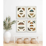 Butterfly Collection I Artwork d Canvas Floating - LOOMLAN - LOOMLAN - Canvas Art