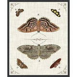 Butterfly Collection III Artwork d Canvas Floating - LOOMLAN - LOOMLAN - Canvas Art