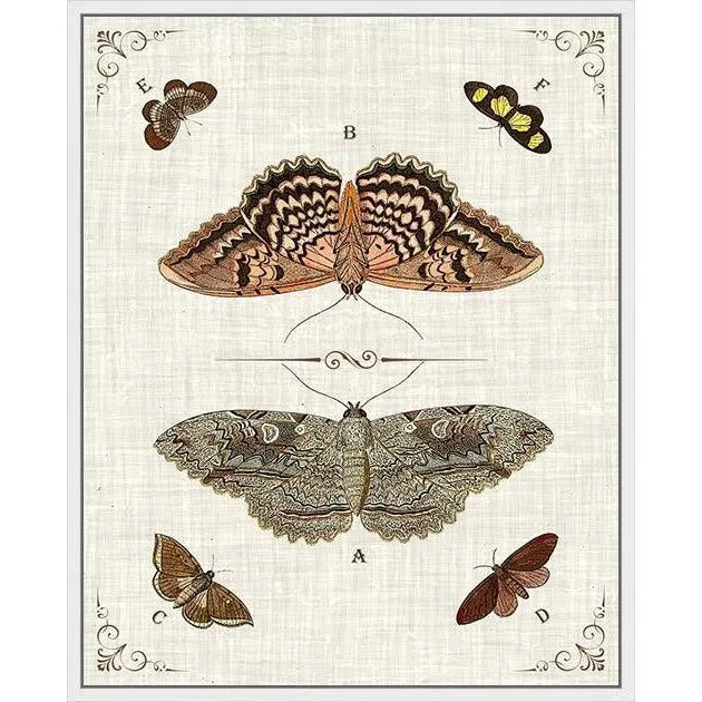 Butterfly Collection III Artwork d Canvas Floating - LOOMLAN - LOOMLAN - Canvas Art