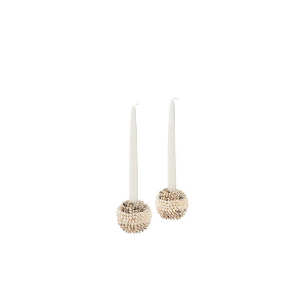 Nassa Shell Made Candleholder (Set Of 2)