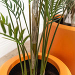 Faux Botanical Green Indoor Madagascar - LOOMLAN - Potted Plants