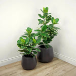 Faux Botanical Indoor Green Ficus Elastica - LOOMLAN - Potted Plants