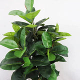 Faux Botanical Indoor Green Ficus Elastica - LOOMLAN - Le Present - Potted Plants