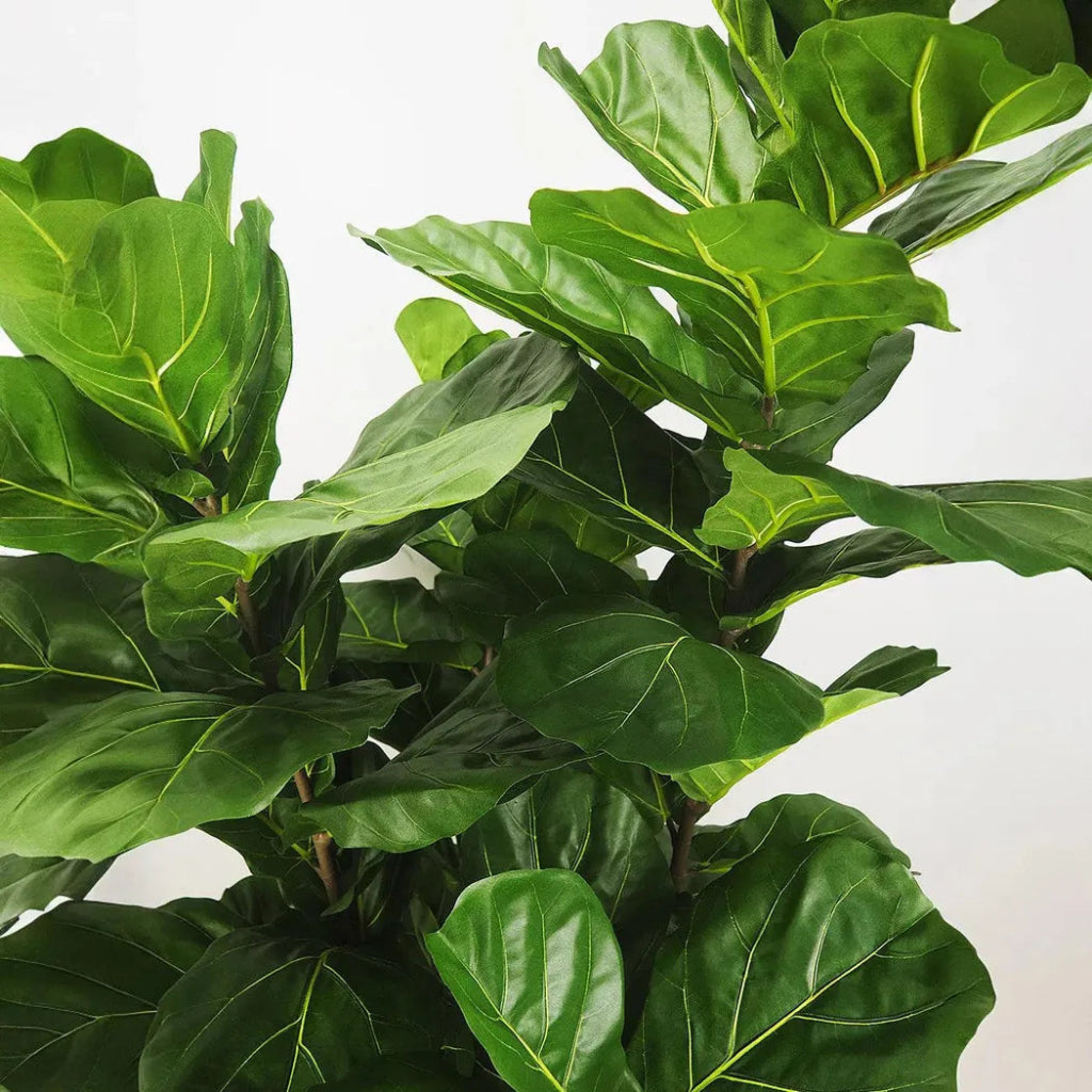 Faux Botanical Indoor Green Fiddle Leaf Fig - LOOMLAN - Le Present - Artificial Trees