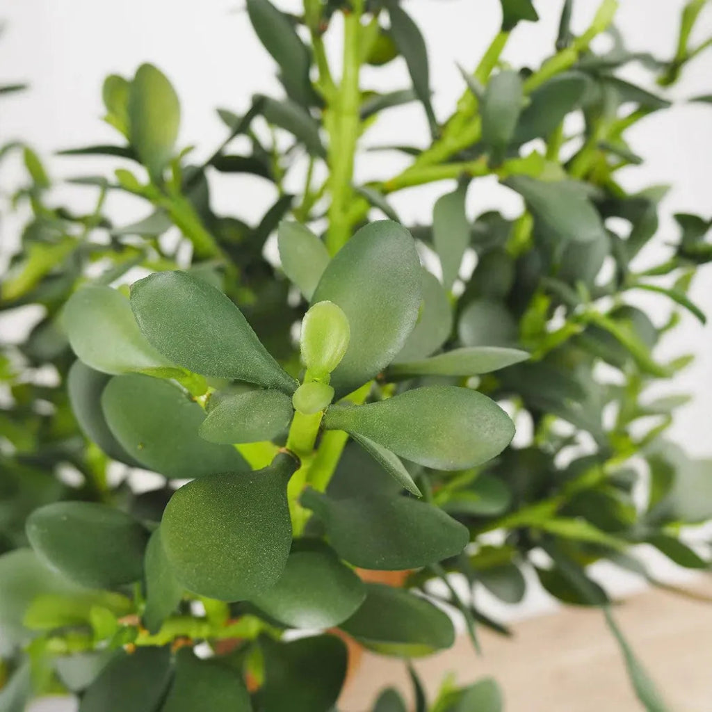 Faux Botanical Indoor Green Jade Plant - LOOMLAN - Potted Plants