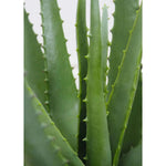 Faux Botanical Outdoor Green Aloe with Pot - LOOMLAN - Potted Plants