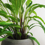 Faux Botanical Outdoor Green Calathea - LOOMLAN - Le Present - Potted Plants