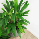 Faux Botanical Outdoor Green Calathea - LOOMLAN - Le Present - Potted Plants