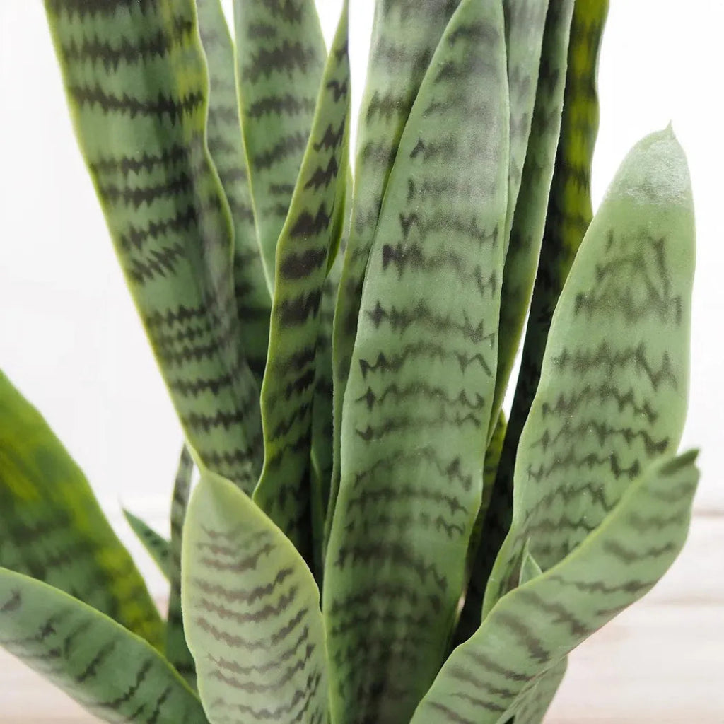 Faux Botanical Outdoor Green Sansevieria - LOOMLAN - Potted Plants