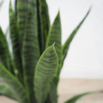 Faux Botanical Outdoor Green Sansevieria - LOOMLAN - Potted Plants