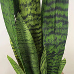 Faux Botanical Outdoor Green Sansevieria - LOOMLAN - Potted Plants