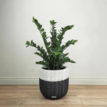 Faux Botanical Outdoor Green Zamio - LOOMLAN - Potted Plants