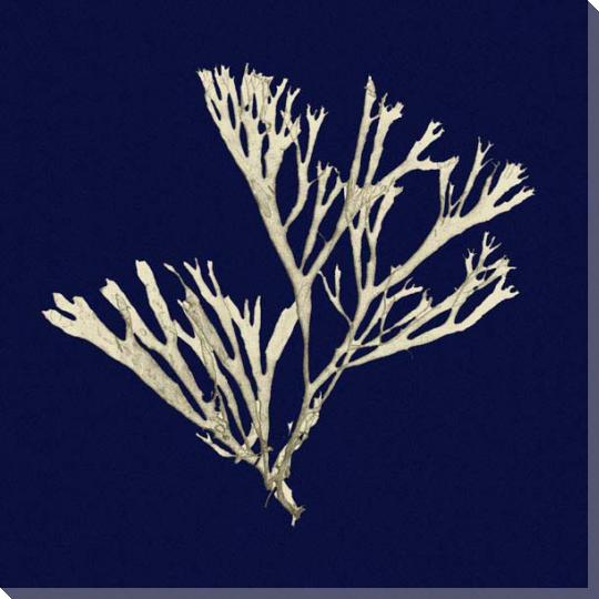 Square Seaweed Coastal Canvas Art for Indoor or Outdoor