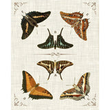 Butterfly Collection I Artwork Framed Canvas With Floating Frame Artwork LOOMLAN By LOOMLAN