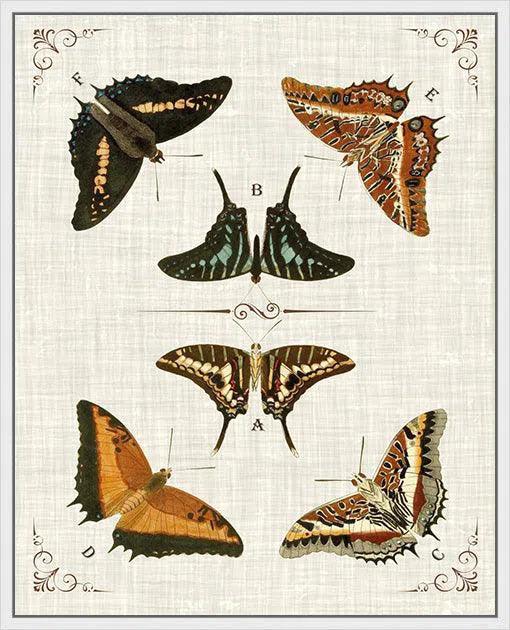 Butterfly Collection I Artwork Framed Canvas With Floating Frame Artwork LOOMLAN By LOOMLAN