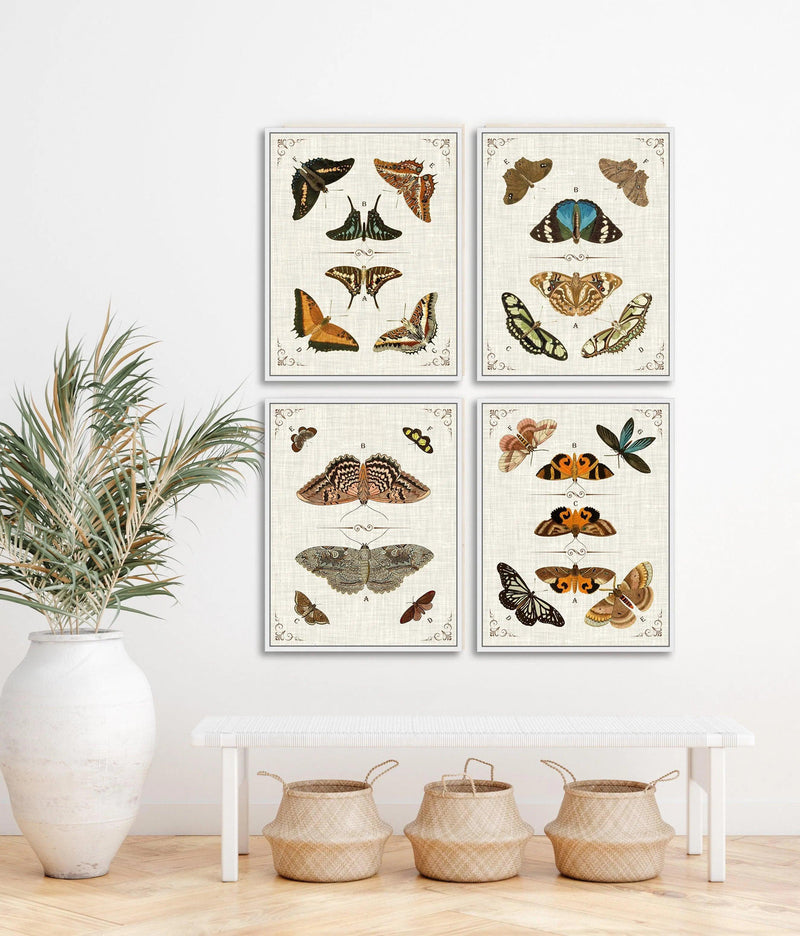 Butterfly Collection I Artwork Framed Canvas With Floating Frame Artwork LOOMLAN By LOOMLAN